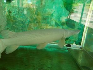 Ingat! Ikan Aligator Gar Dilarang Dijual dan Dipelihara, Ini Alasannya