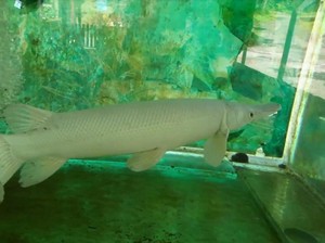KKP Ungkap Alasan Ikan Aligator Gar Dilarang Dijual dan Dipelihara