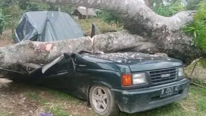 Kondisi mobil korban tertimpa pohon di Langkat, Sumut. (Istimewa)