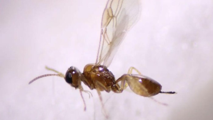 9 Obat Alami dan Obat Kimia untuk Gigitan Tawon yang Sudah Bengkak