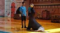 Bersama pelatihnya, singa laut itu melakukan berbagai atraksi.