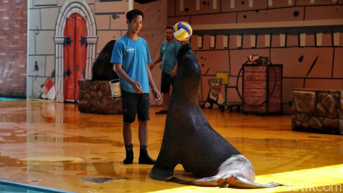 Melihat Aksi Singa Laut yang Bikin Gemes Singa Laut beraksi di kawasan Ocean Dream, Ancol, Jakarta Utara, Senin (16/9/2024). Aksi singa laut itu bikin gemes pengunjung.