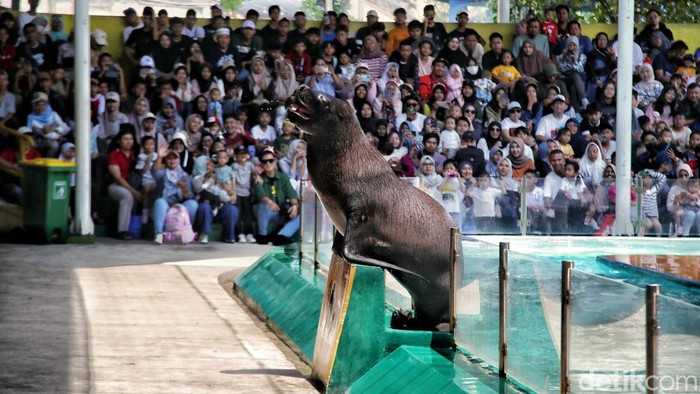 Melihat Aksi Singa Laut yang Bikin Gemes Singa Laut beraksi di kawasan Ocean Dream, Ancol, Jakarta Utara, Senin (16/9/2024). Aksi singa laut itu bikin gemes pengunjung.