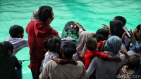 Aksi lumba-lumba ini sangat menarik perhatian wisatawan.