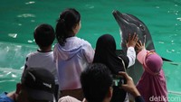 Mereka juga bisa berinteraksi dengan lumba-lumba.