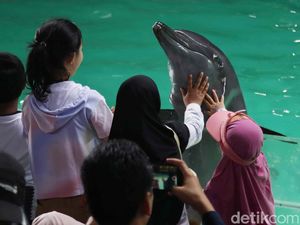 Kisah Tiao, Lumba-lumba yang Sebabkan Kematian Manusia