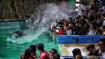 Mengisi Libur Panjang dengan Menikmati Atraksi Lumba-lumba