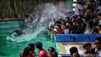 Pertunjukan lumba-lumba di Ocean Dream Ancol menjadi destinasi wisata alternatif untuk menghabiskan waktu libur Maulid Nabi.