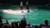 Sejumlah pengunjung menikmati pertunjukan lumba-lumba di kawasan Ocean Dream, Ancol, Jakarta Utara, Senin (16/9/2024).