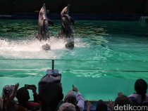 Mengisi Libur Panjang dengan Menikmati Atraksi Lumba-lumba