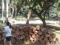 Taman di Jakarta Diusulkan Dibuka 24 Jam, Warga: Aman Nggak? Angker Nggak?