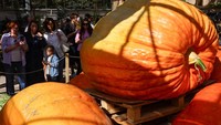 Orang-orang berkumpul di sekitar labu raksasa di pameran sayuran besar di Kebun Raya Universitas Negeri Moskow.