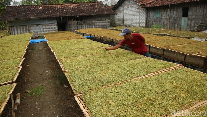 Petani tembakau yang ada di Desa Mantingan Kecamatan Jaken, Pati, Senin (16/9/2024).