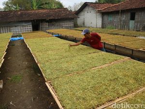 Petani Tembakau Tolak Aturan Rokok, Desak Hal Ini ke Pemerintah
