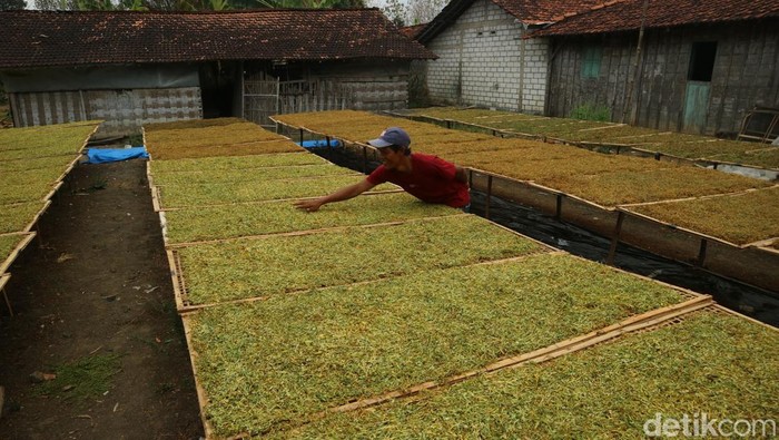 Petani tembakau yang ada di Desa Mantingan Kecamatan Jaken, Pati, Senin (16/9/2024).