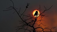 Seekor burung hinggap di pohon di dalam Taman Nasional Brasilia yang mengering.