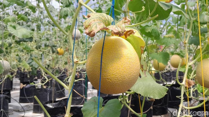 Santri Pangandaran menanam melon sultan