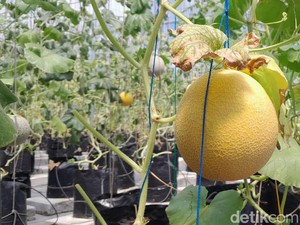 Santri Pangandaran Berdikari Lewat Melon Sultan
