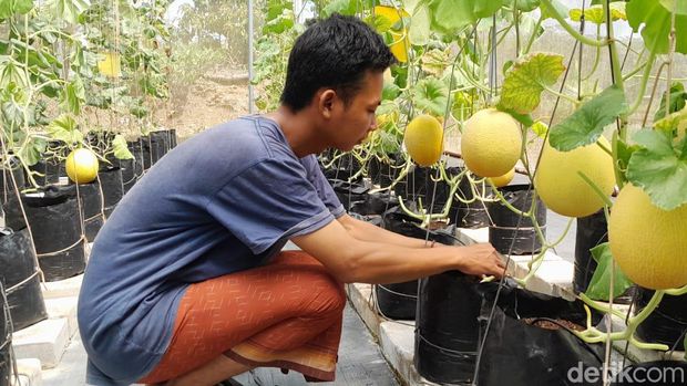 Santri Pangandaran menanam melon sultan