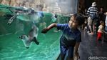 Serunya Anak-anak Bermain dengan Penguin