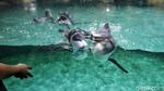 Serunya Anak-anak Bermain dengan Penguin