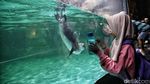 Serunya Anak-anak Bermain dengan Penguin