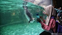 Anak-anak tampak berinteraksi dengan penguin dari balik kaca.