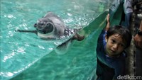 Sejumlah pengunjung menikmati pertunjukan penguin di kawasan Ocean Dream, Ancol, Jakarta Utara, Senin (16/9/2024).