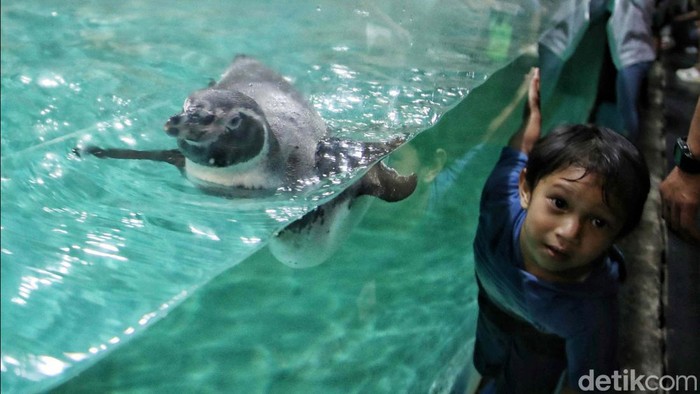 Atraksi penguin di Ocean Dream Ancol menarik wisatawan. Pengunjung khususnya anak-anak dapat berikteraksi dengan penguin.