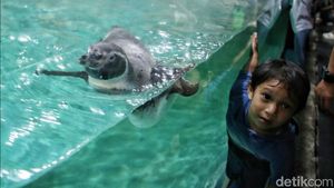 Serunya Anak-anak Bermain dengan Penguin