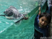 Serunya Anak-anak Bermain dengan Penguin