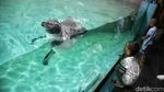 Serunya Anak-anak Bermain dengan Penguin