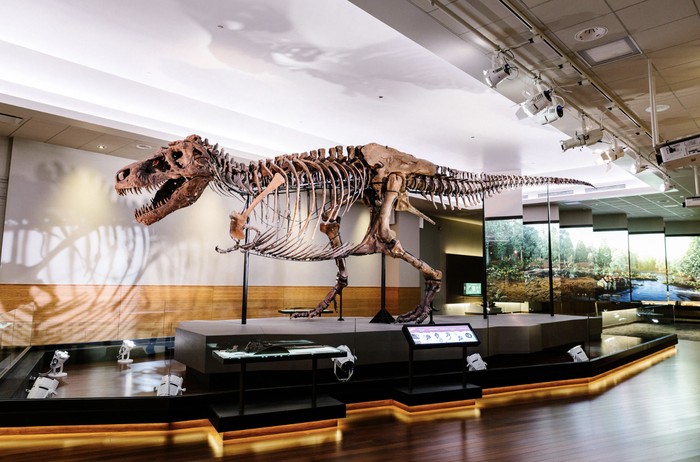 Sue si T-rex, fosil dinosaurus yang paling terkenal
