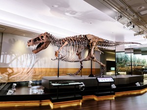 6 Fakta Tentang Sue Si T-Rex, Fosil Dinosaurus yang Paling Terkenal