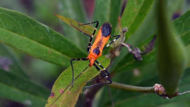 Assassin Bugs. (Dok Universitas Maryland)