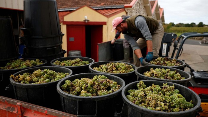 Cuaca Buruk Hantam Panen Anggur di Prancis A grape picker harvests fruit from the vines at the Domaine Les Trois Toits vineyard during the Muscadet wine harvest in Vertou near Nantes, France, September 16, 2024. REUTERS/Stephane Mahe