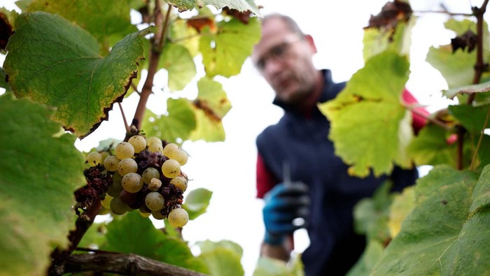 A grape picker harvests fruit from the vines at the Domaine Les Trois Toits vineyard during the Muscadet wine harvest in Vertou near Nantes, France, September 16, 2024. REUTERS/Stephane Mahe
