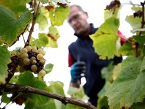 Cuaca Buruk Hantam Panen Anggur di Prancis
