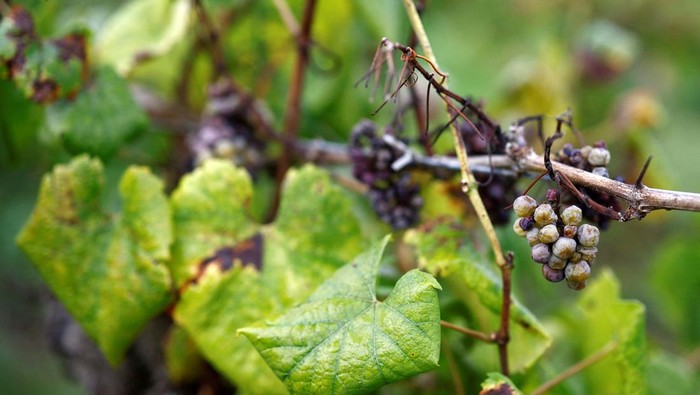 Cuaca Buruk Hantam Panen Anggur di Prancis A grape picker harvests fruit from the vines at the Domaine Les Trois Toits vineyard during the Muscadet wine harvest in Vertou near Nantes, France, September 16, 2024. REUTERS/Stephane Mahe