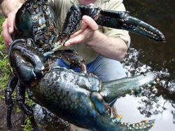 Buset! Hewan Ini Segede Gaban, Sulit Dipercaya Tapi Nyata