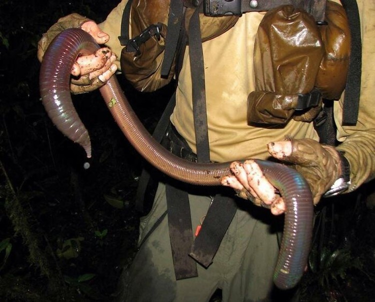 Foto Hewan Ukuran Segede Gaban