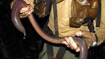 Bayangkan ikan yang bisa kamu tangkap dengan cacing ini. Foto: Boredpanda