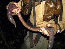 Buset! Hewan Ini Segede Gaban, Sulit Dipercaya Tapi Nyata