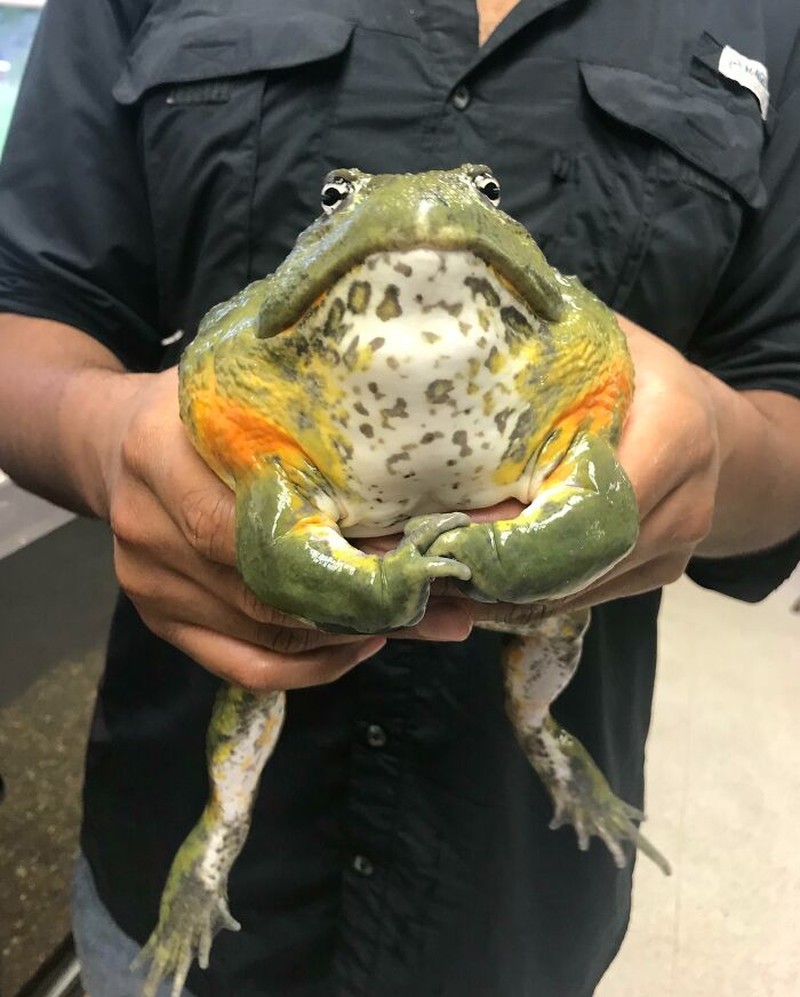 Foto Hewan Ukuran Segede Gaban