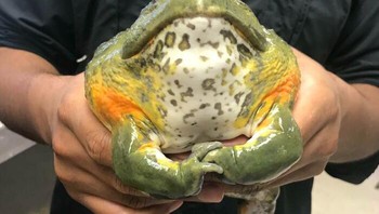 Kodok raksasa. Foto: Boredpanda