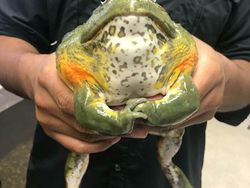 Buset! Hewan Ini Segede Gaban, Sulit Dipercaya Tapi Nyata