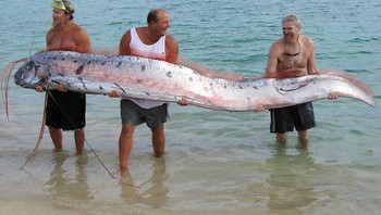 Ikan Daungku Raksasa Foto: Boredpanda