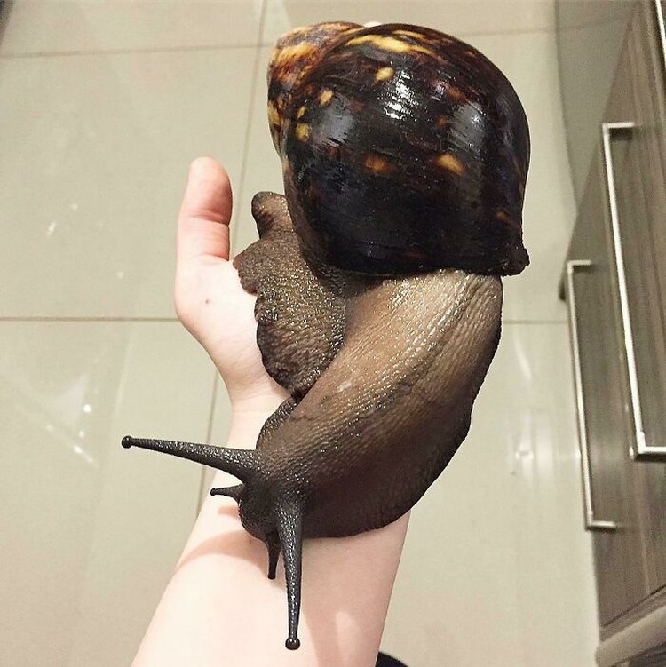 Foto Hewan Ukuran Segede Gaban