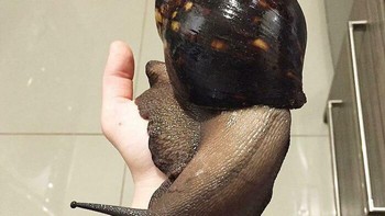 Bekicot raksasa. Foto: Boredpanda