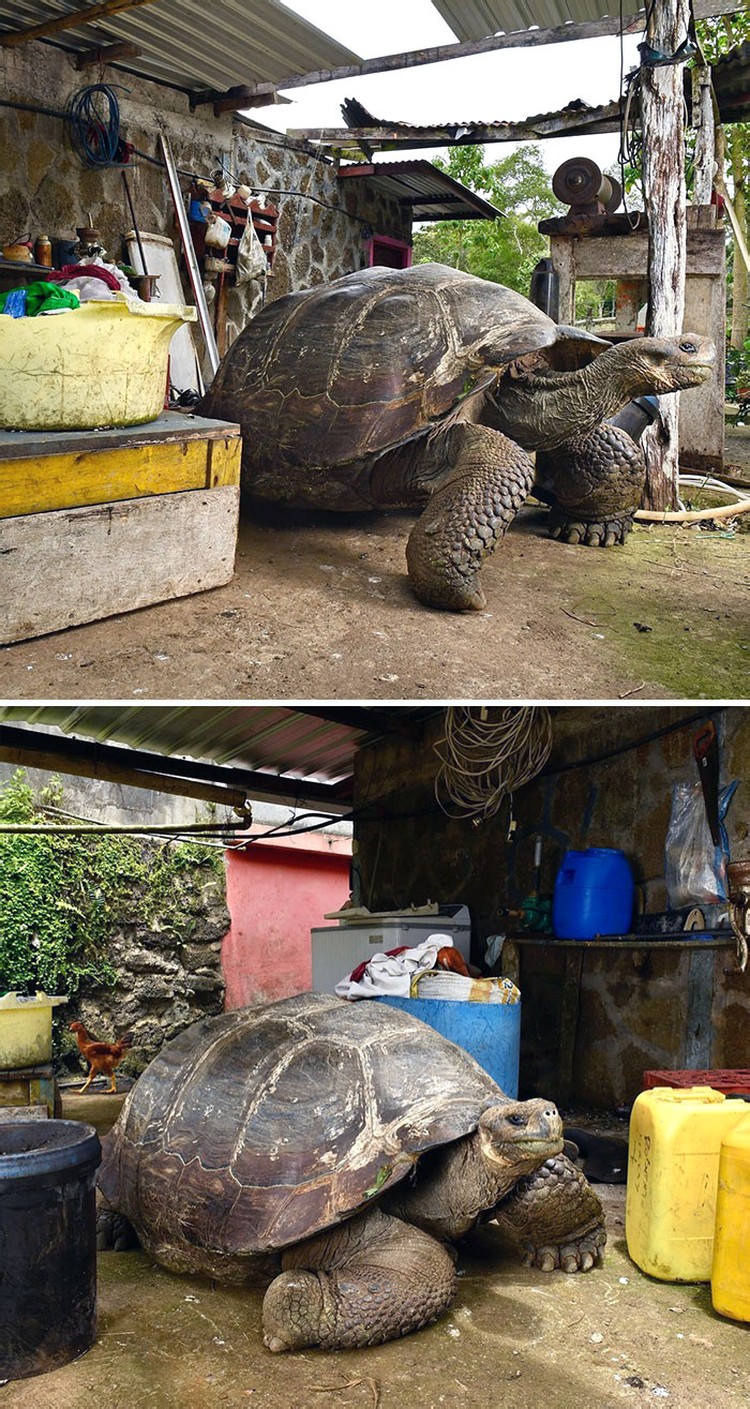 Foto Hewan Ukuran Segede Gaban